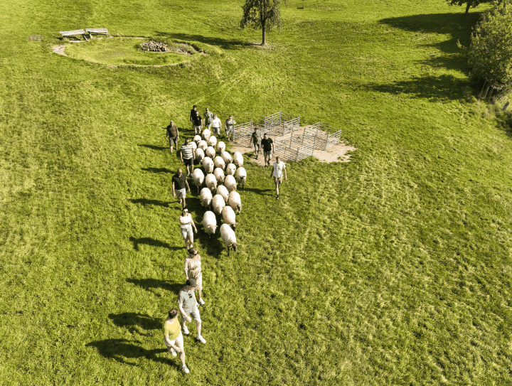 Workshop schapendrijven.