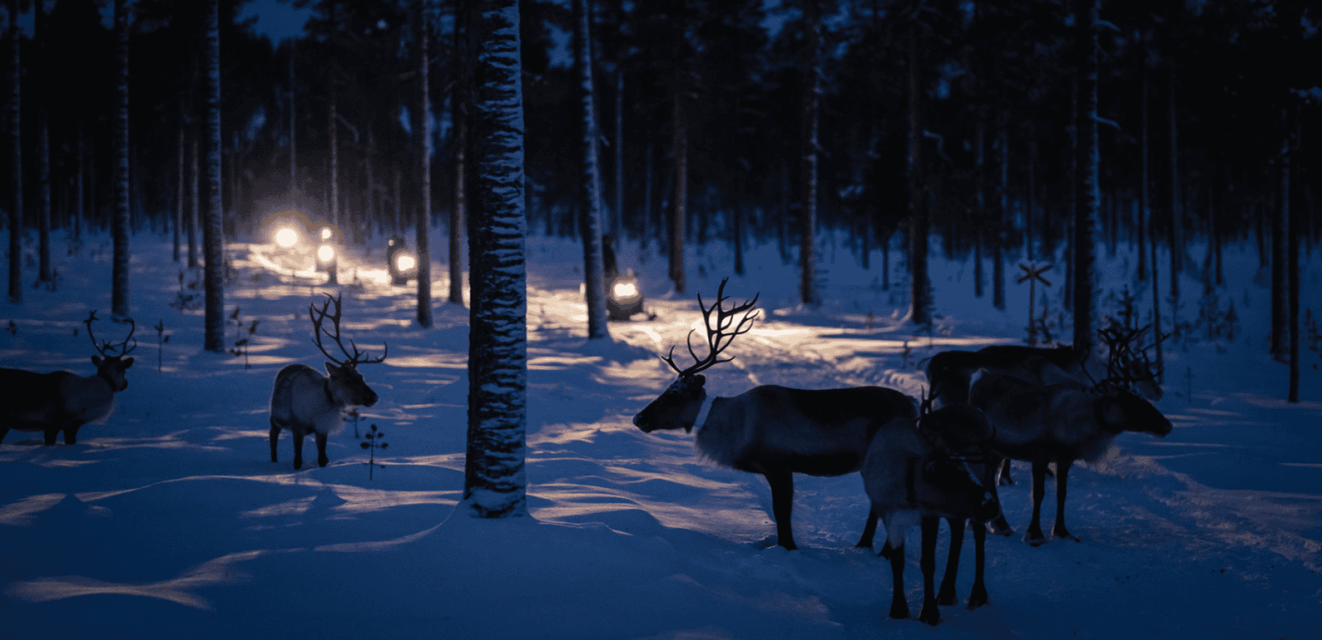 Rendiersafari, husky experience en Cross country skiën